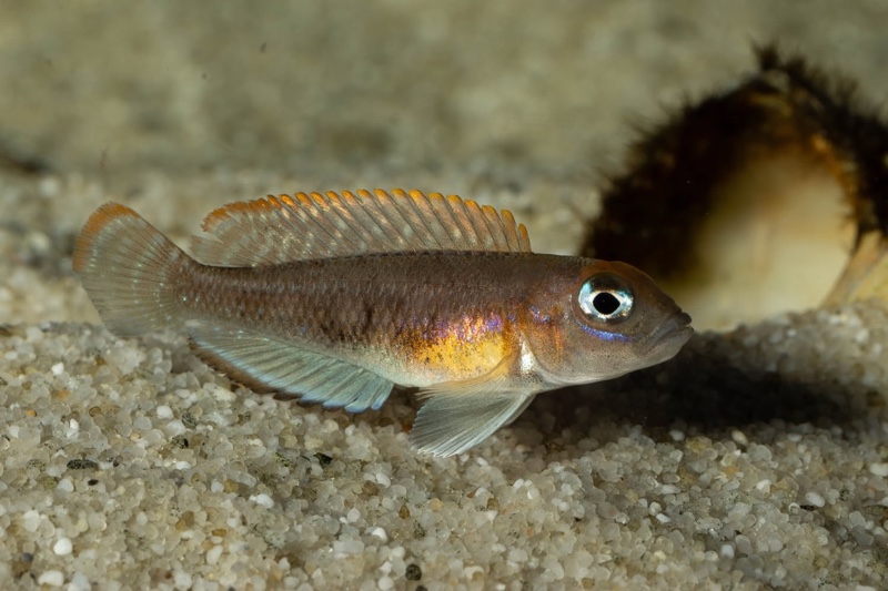 Lamprologus ornatipinnis 'Mwamgongo'